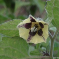 Physalis peruviana L.
